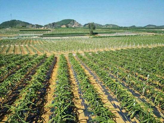 園藝地布對雜草數(shù)量、種類的影響